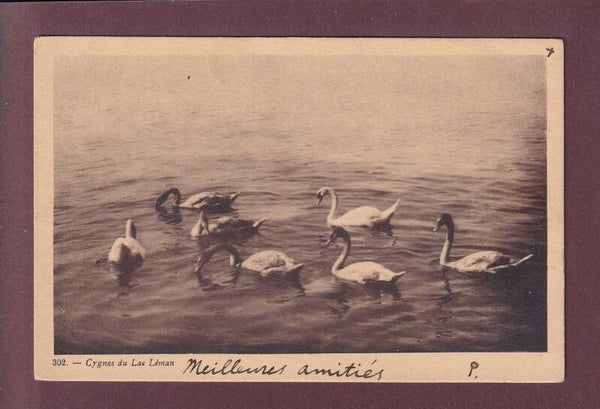 LAC LEMAN - Cygnes - 1906