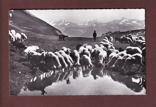 DAVOS-PARSENN - Schafherde