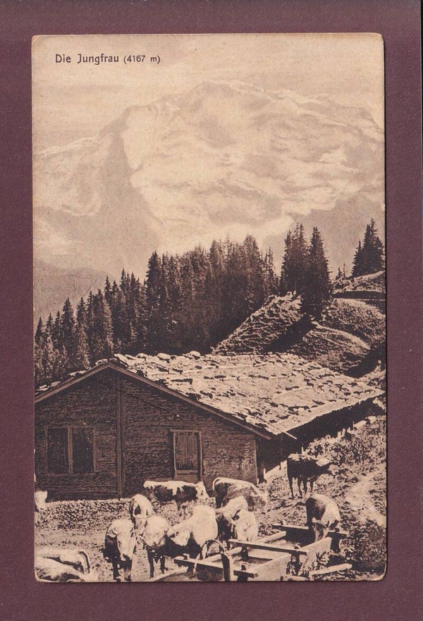 JUNGFRAU - Kühe - 1919