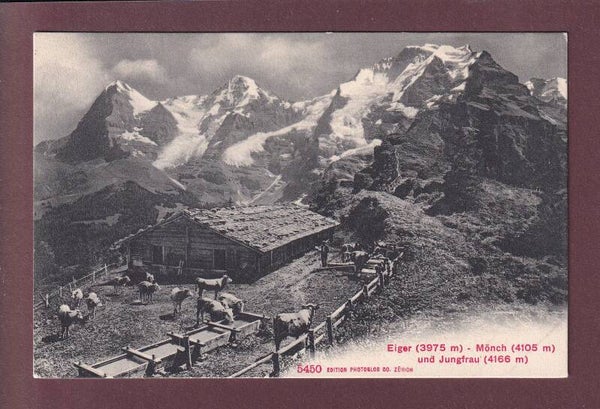 EIGER - MÖNCH - JUNGFRAU - Kühe