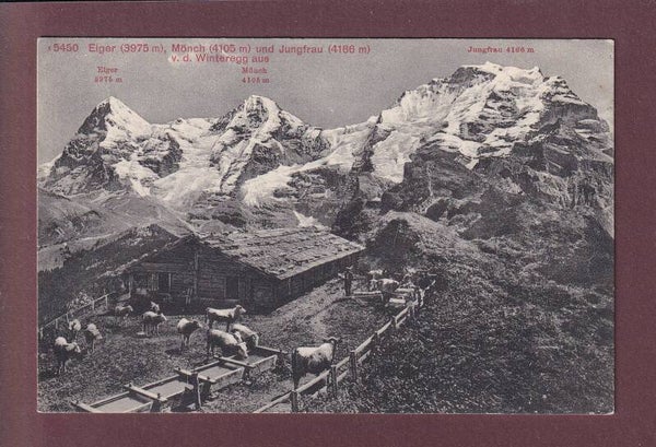 EIGER, MÖNCH und JUNGFRAU - Kühe