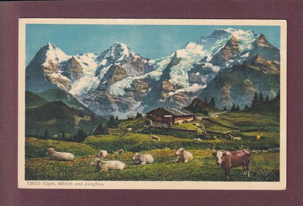 EIGER, MÖNCH und JUNGFRAU - Kühe