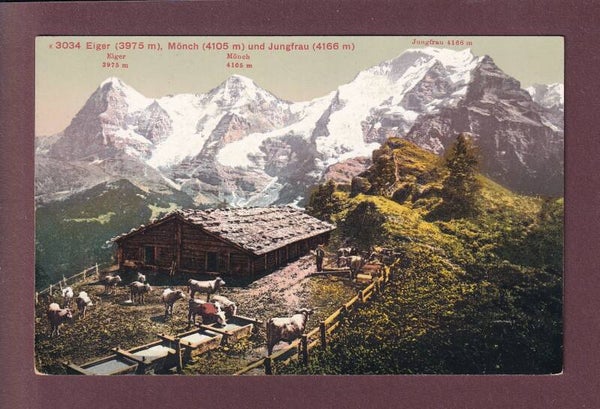EIGER, MÖNCH und JUNGFRAU - Kühe