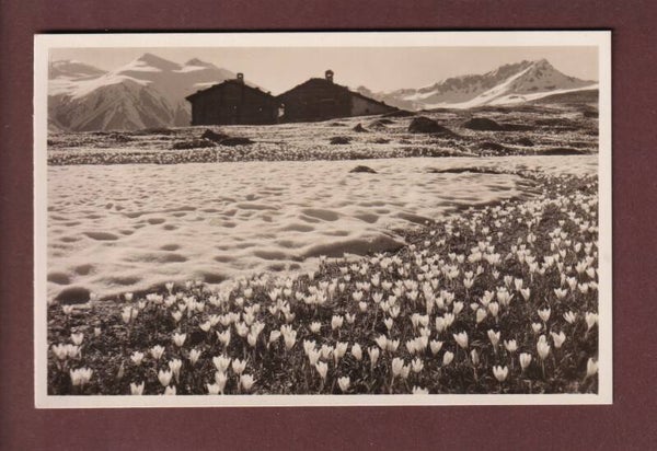 DAVOS - Alp Drusatscha