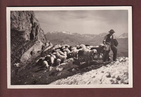 DAVOS - Grünhorngrat Parsenn - Schafherde