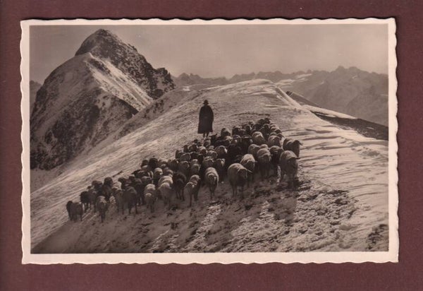 DAVOS - Parsenngebiet - Schafherde