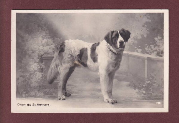 Chien du SAINT-BERNARD - 1929