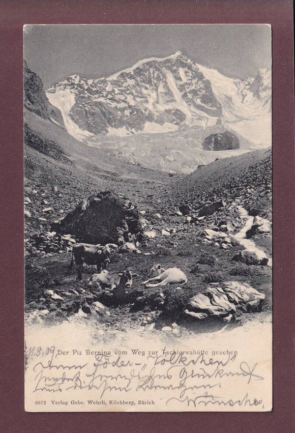 PIZ BERNINA - Kühe - 1909