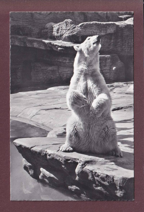 BASEL - Zoologischer Garten - Eisbär