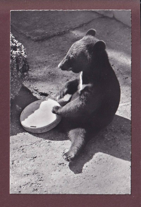BASEL - Zoologischer Garten - Kragenbär