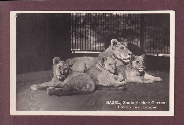 BASEL - Zoologischer Garten - Löwe // Eckbug //