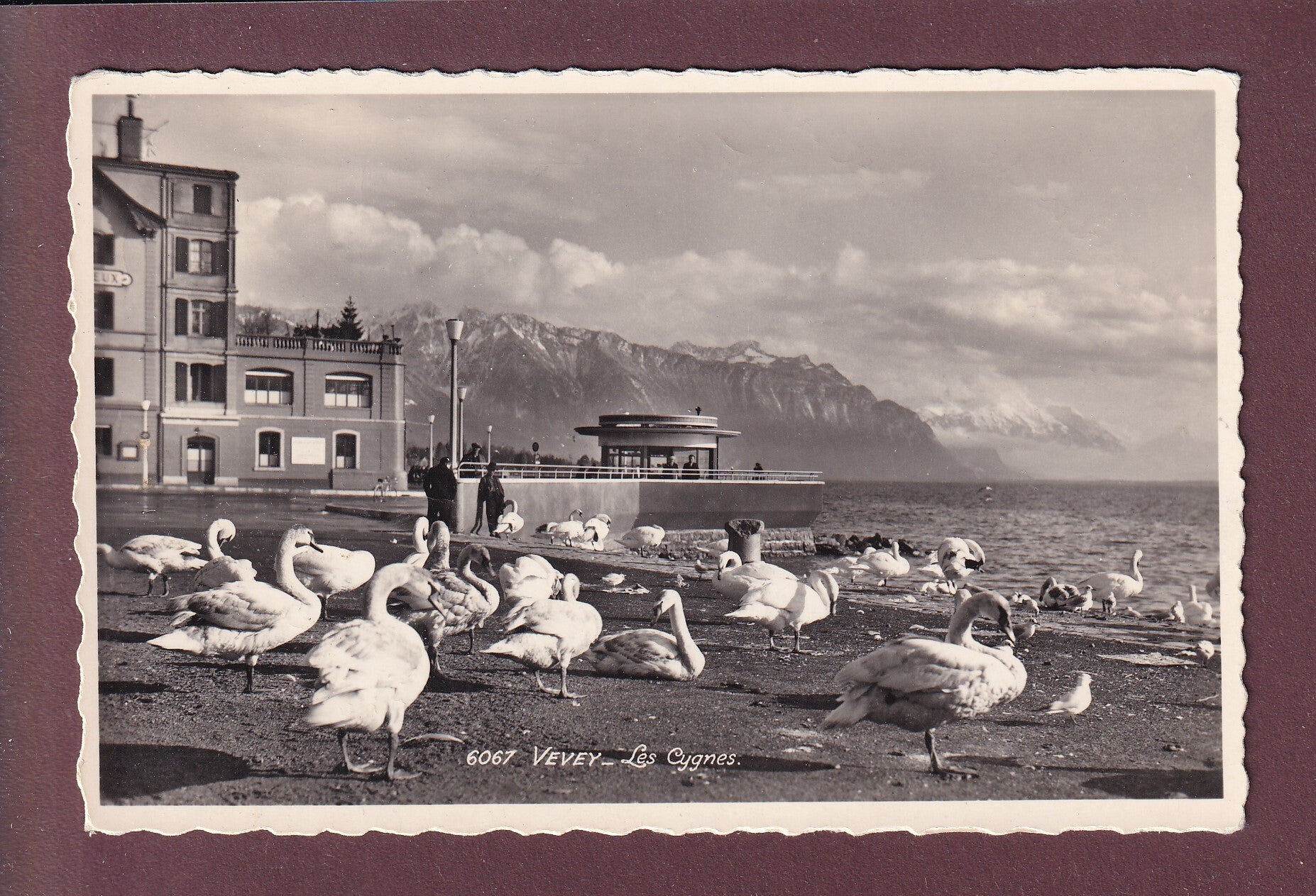 VEVEY - Les Cygnes - 1957