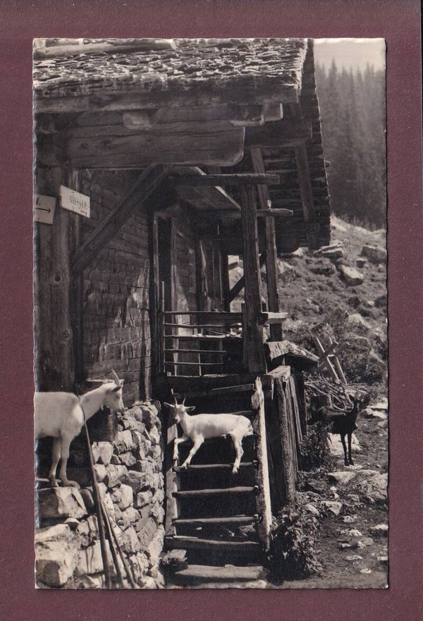 ZIEGEN bei der Alphütte - E. Gyger - 1936 // Falte //