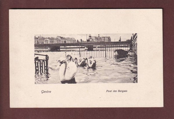 GENEVE - Les Cygnes au Pont des Bergues - 1921