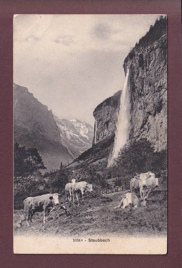 STAUBBACH bei Lauterbrunnen - Kühe