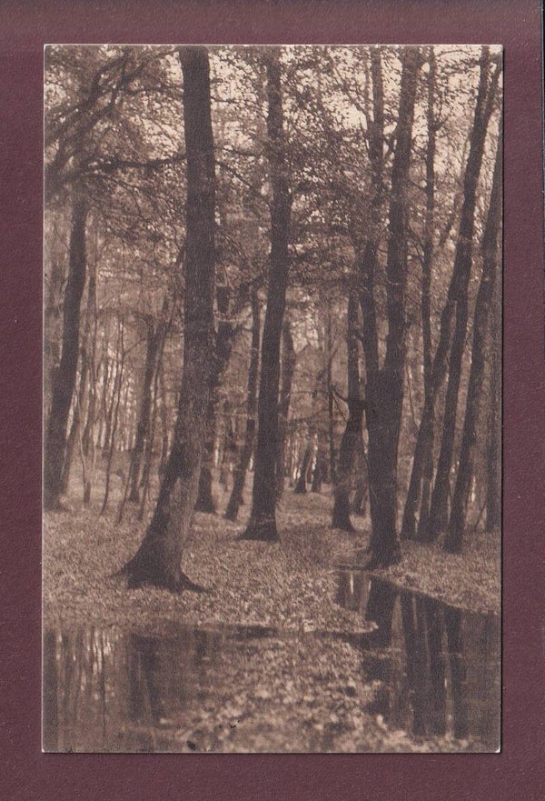 LAUSANNE - Dans la forêt de Sauvabelin - 1911