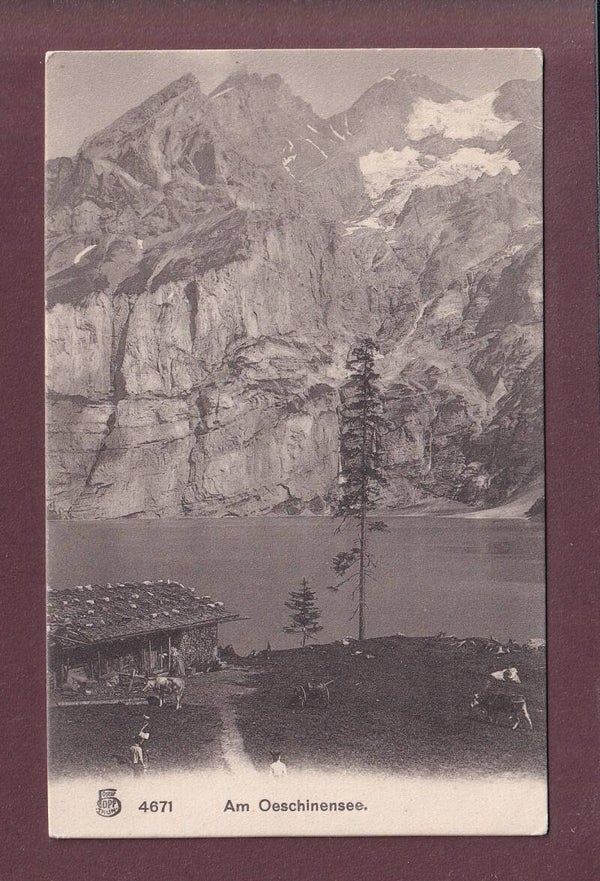 Am OESCHINENSEE - Kühe