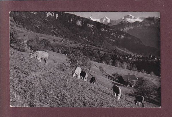 SIGRISWIL - Kühe - 1946