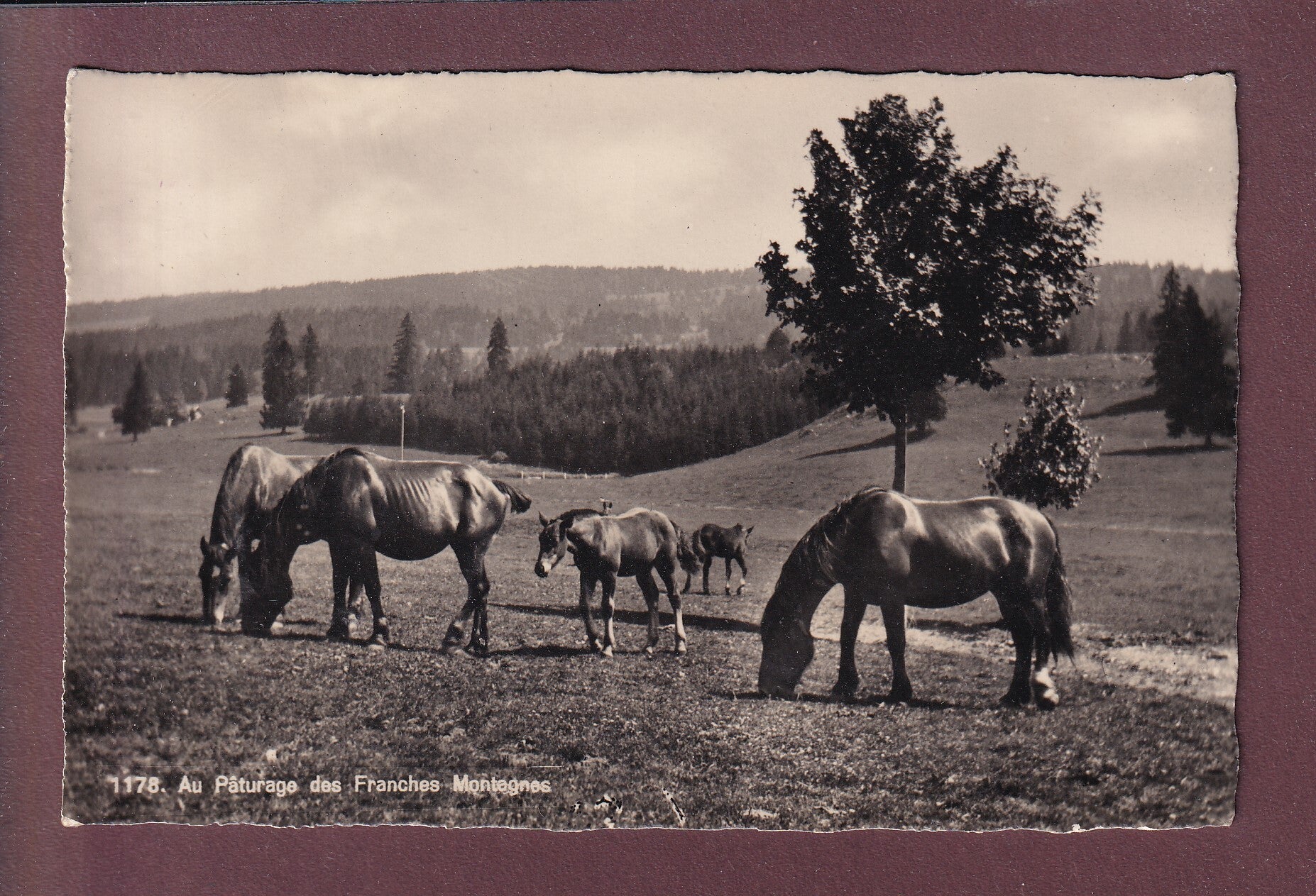 FRANCHES MONTAGNES - Chevaux - Feldpost
