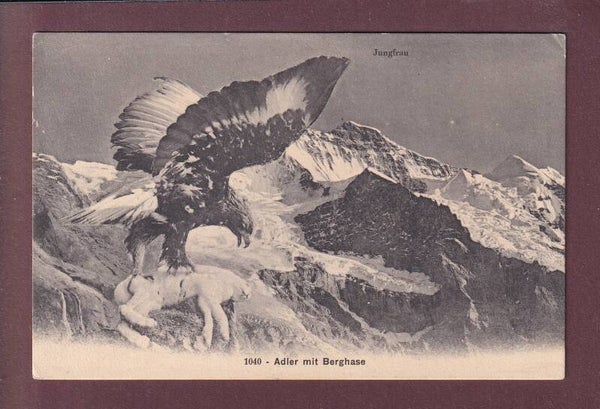 JUNGFRAU - Adler mit Berghase
