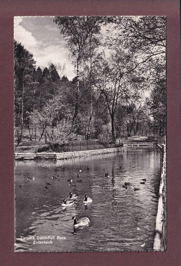 BERN - Tierpark Dählhölzli - Ententeich