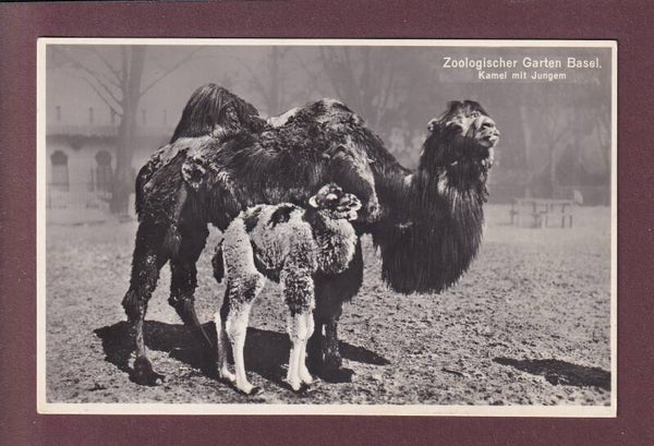 BASEL - Zoologischer Garten - Kamel
