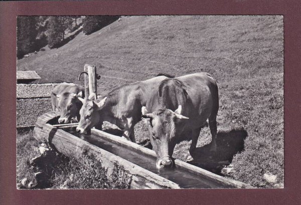 VACHES - 1960
