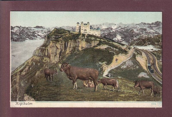 RIGI-KULM - Kühe