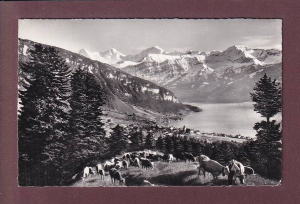 SIGRISWIL - Kühe - 1963