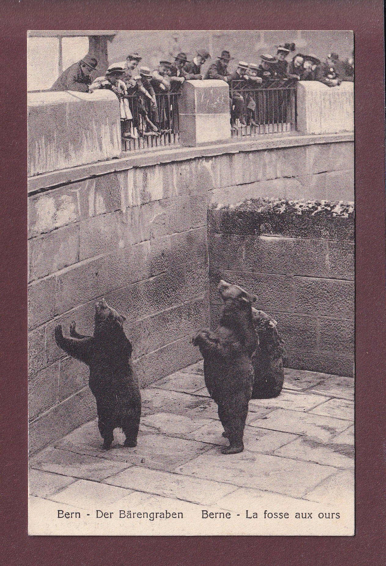 BERN - Bärengraben - 1924