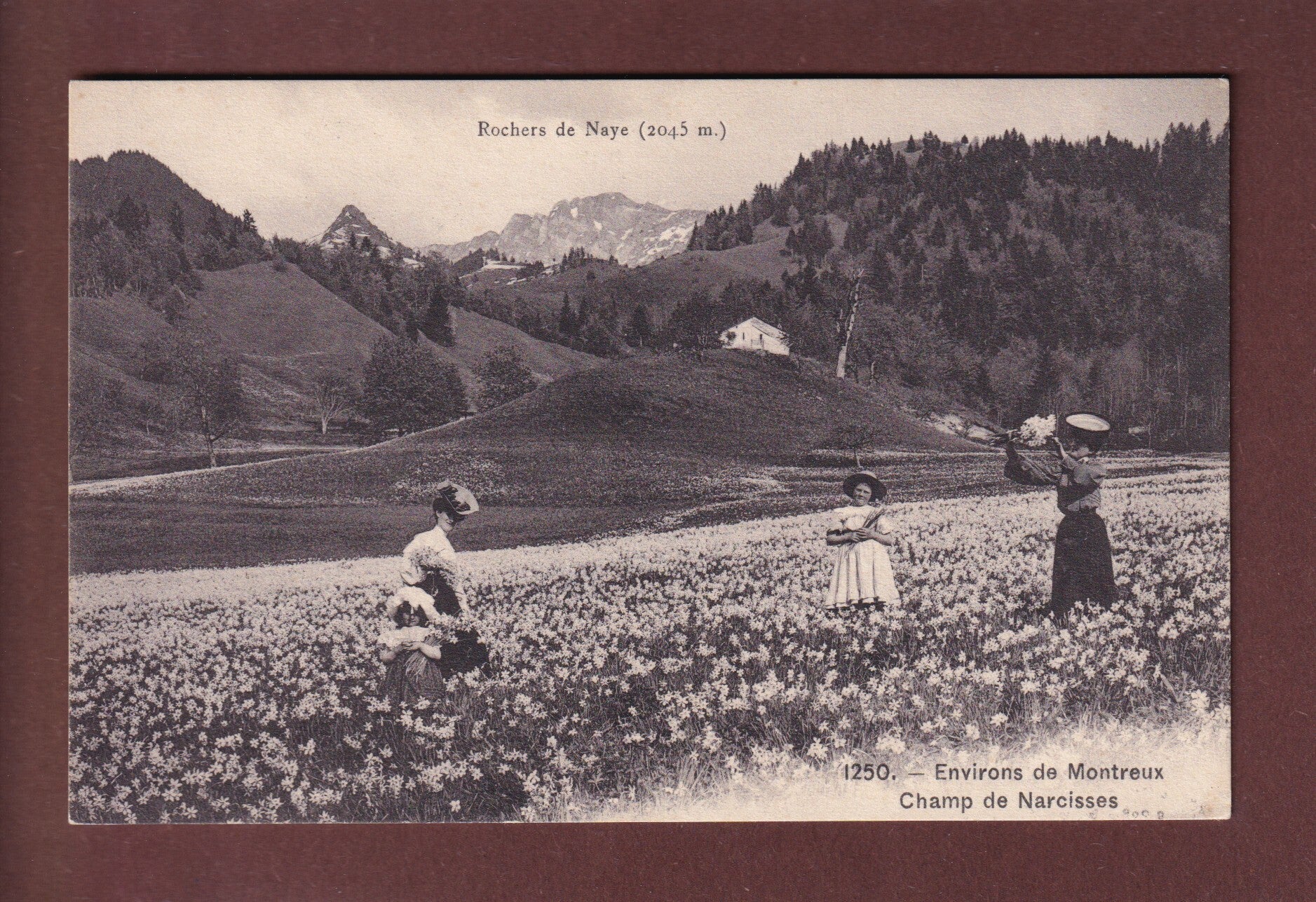 Environs de Montreux - Champ de NARCISSES
