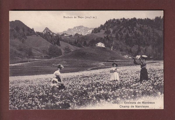 Environs de Montreux - Champ de NARCISSES