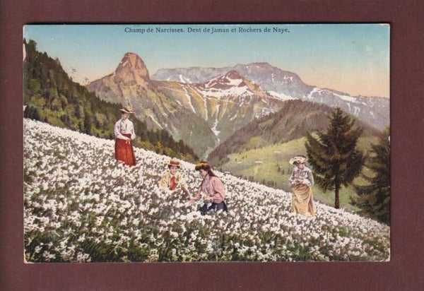 Environs de Montreux - Champ de NARCISSES - 1919