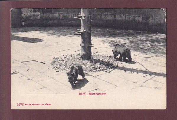 BERN - Bärengraben - 1909