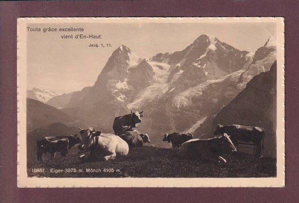 EIGER - MÖNCH - Kühe - Verset - 1917 Feldpost // Eckbug //