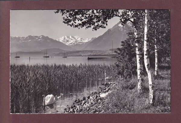 Am THUNERSEE - Blümlisalp - 1963