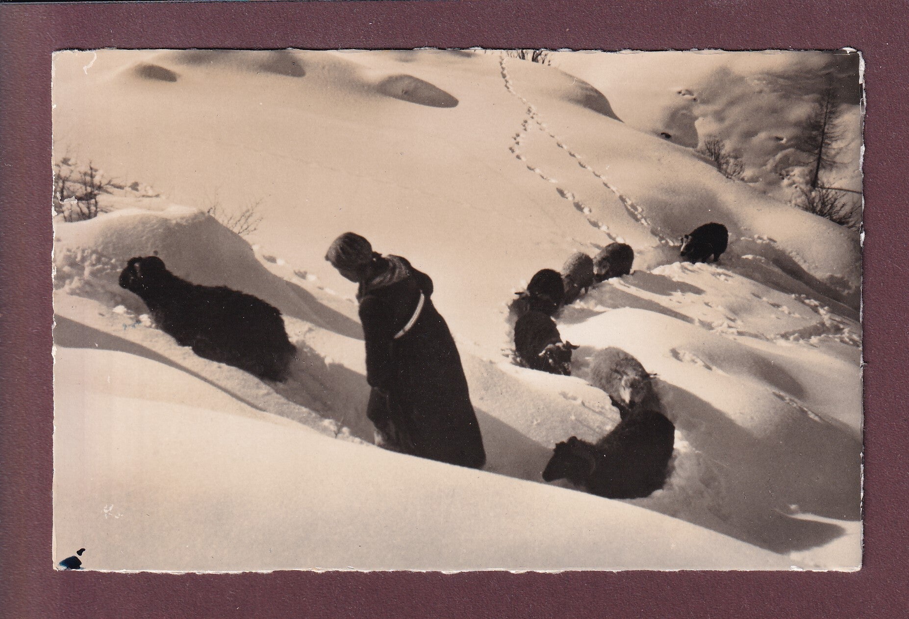 MOUTONS dans la haute neige - 1957