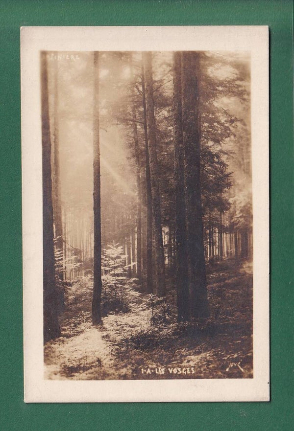 Forêt - LES VOSGES