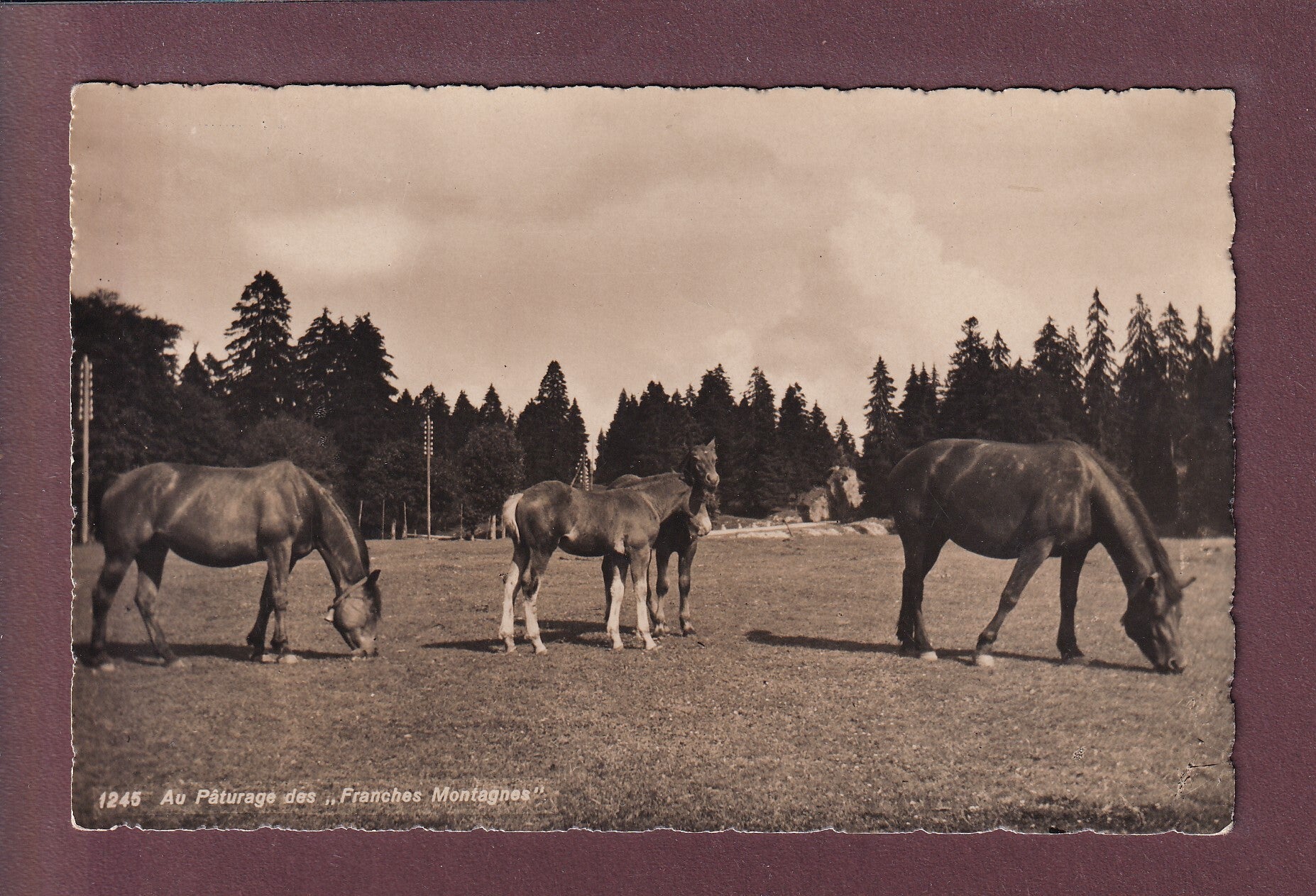 FRANCHES MONTAGNES - Chevaux