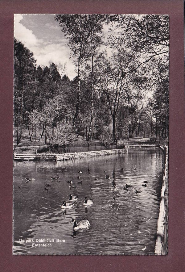 BERN - Tierpark Dählhölzli - Ententeich - 1950