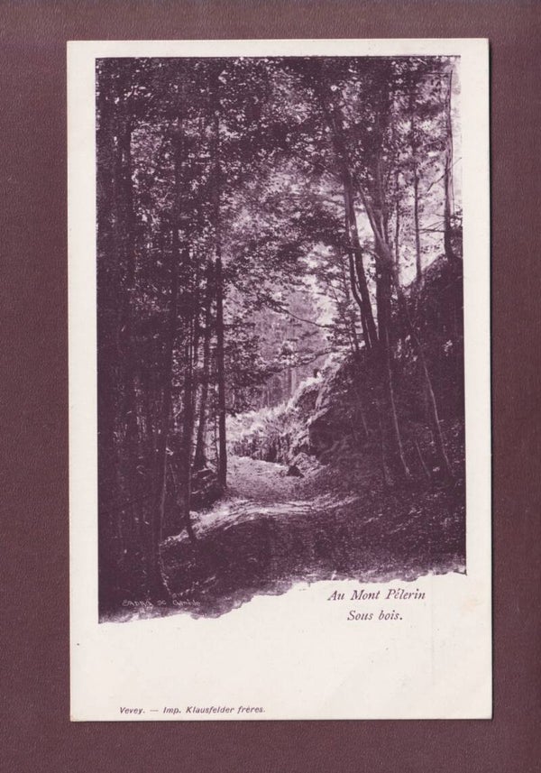 Au MONT PELERIN - Sous-bois