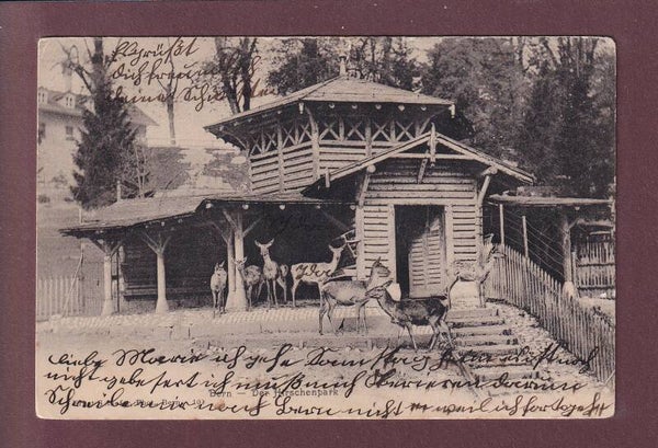 BERN - Hirschenpark - 1905