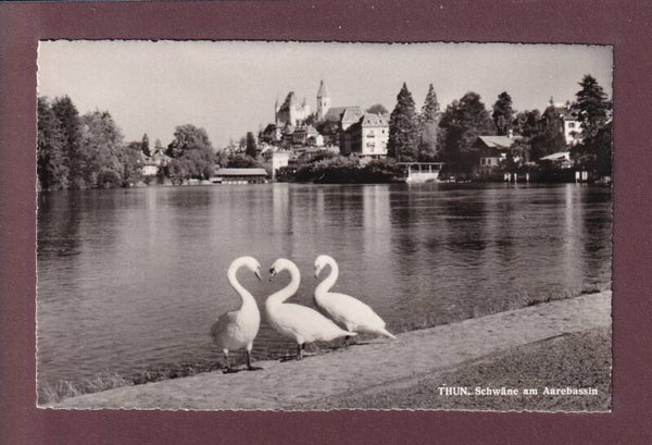 THUN - Schwäne am Aarebassin