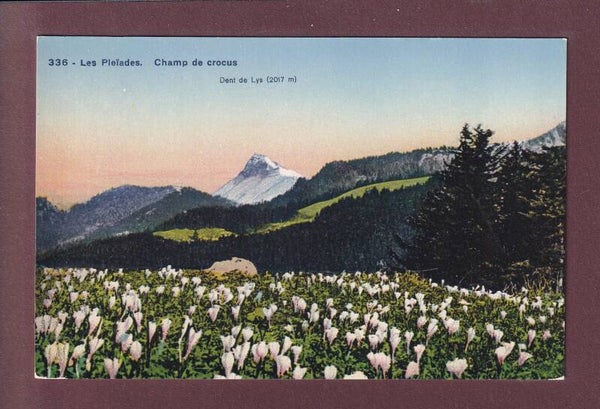 LES PLEIADES - Champ de crocus - Dent de Lys