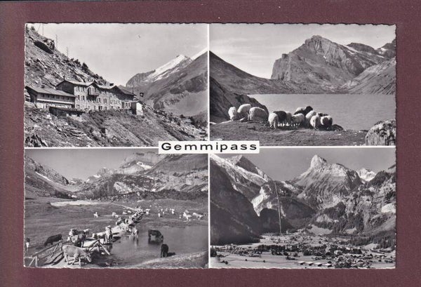 GEMMIPASS - 4 Bilder