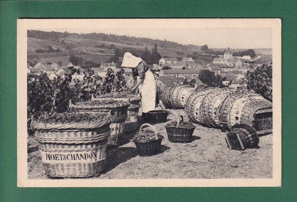 LE MESNIL-SUR-OGER - Scène de vendange - Moët et Chandon