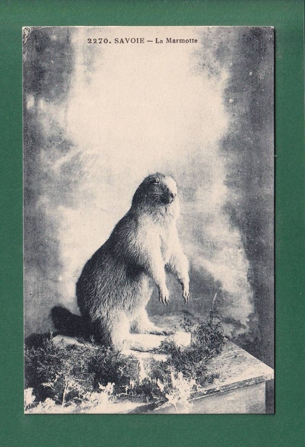 SAVOIE - La Marmotte
