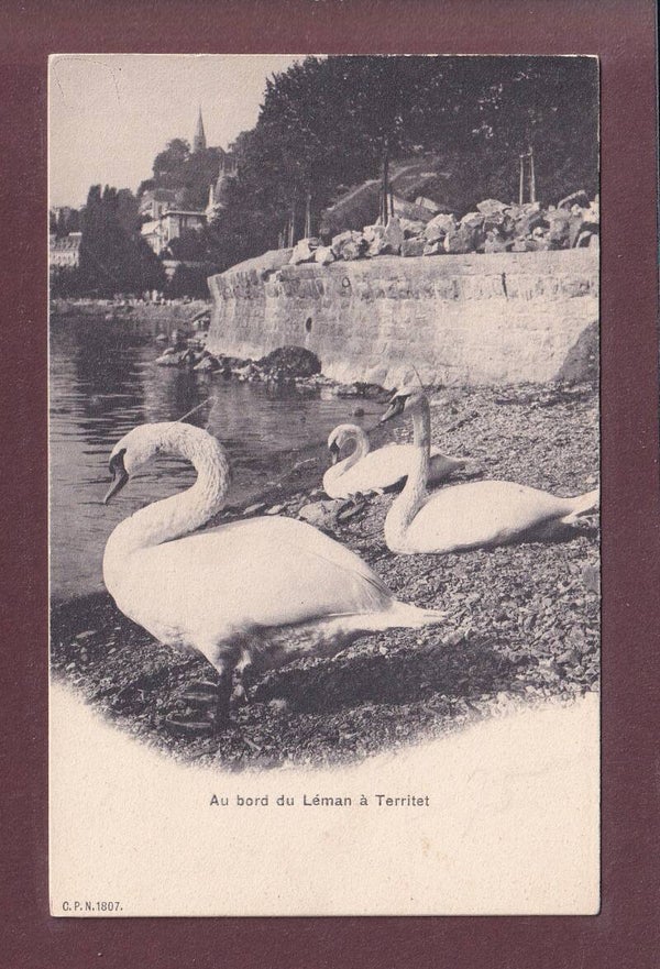 TERRITET - Les Cygnes