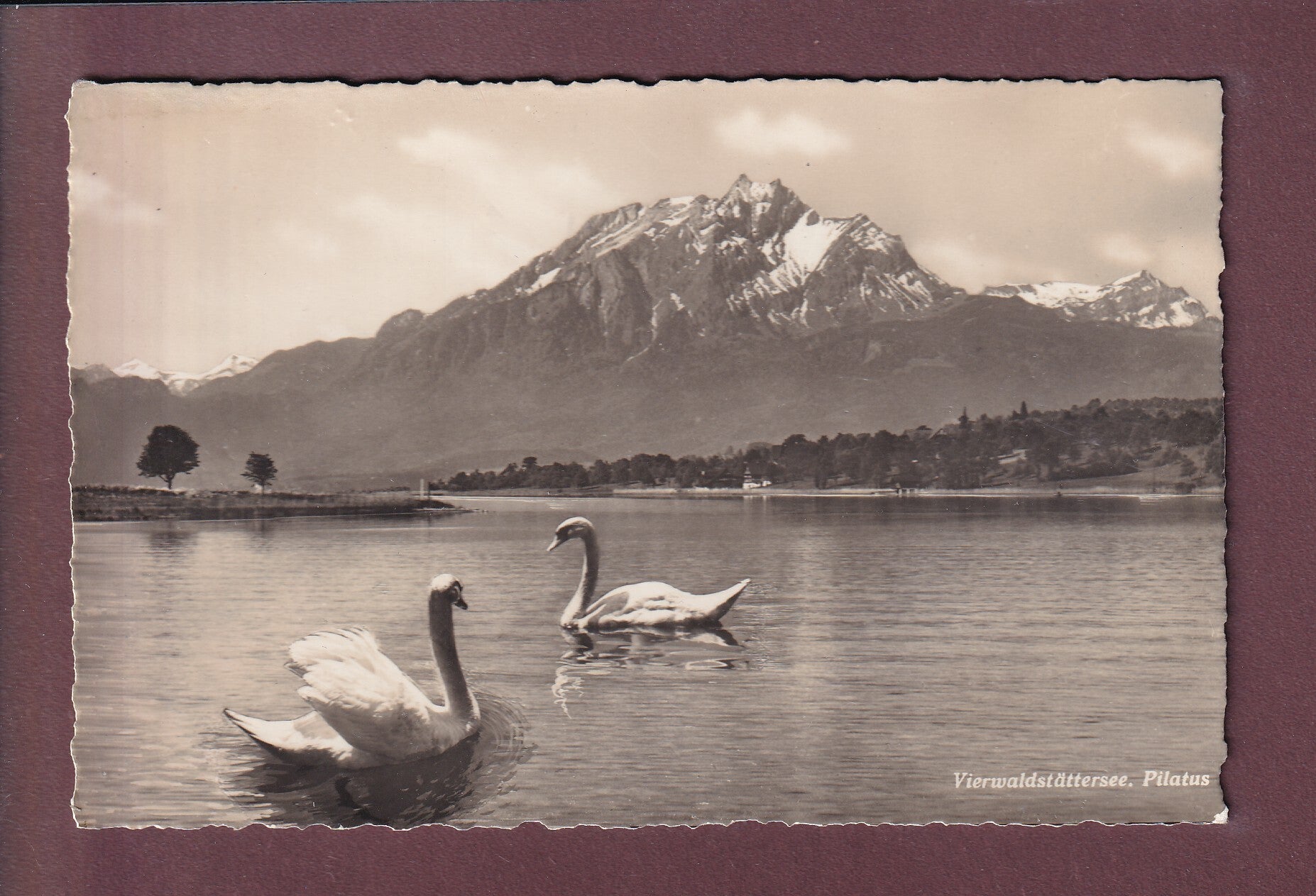 VIERWALDSTÄTTERSEE - Pilatus - Schwäne - 1943