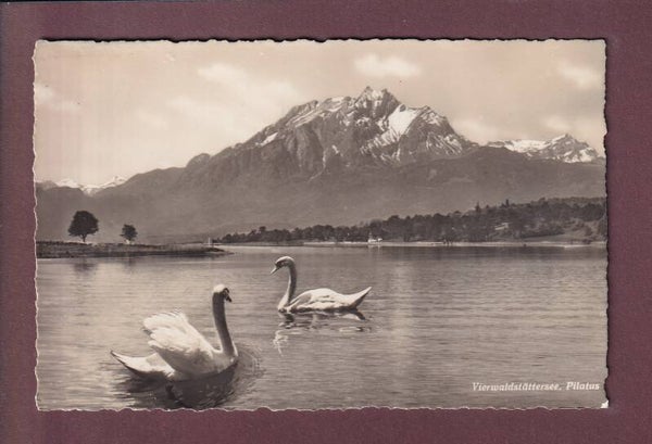 VIERWALDSTÄTTERSEE - Pilatus - Schwäne - 1943